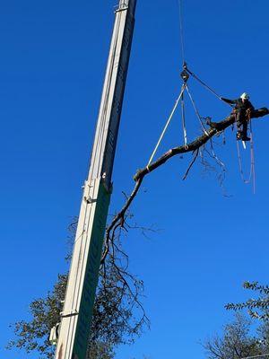 Crane used to extract limb and deliver the climber to the tree