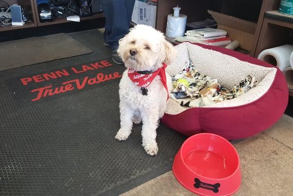 Friendly Hardware Dog at the Penn Lake True Value in Bloomington, MN (likes to fetch tennis balls in store!)