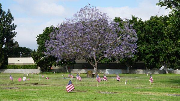 Memorial Day Flags for Vets