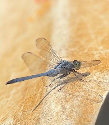 dragonfly on kayak paddle