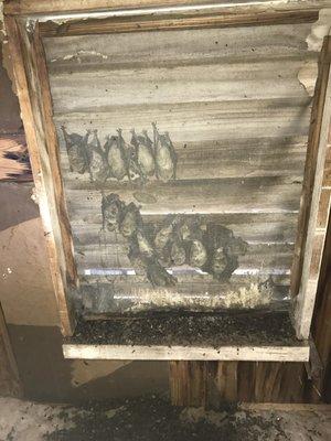 Bats roosting in a gable vent