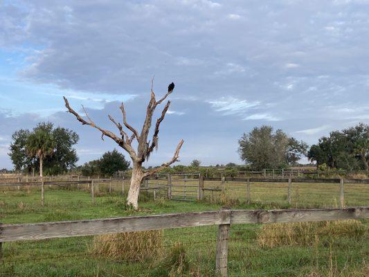 Kissimmee Prairie Preserve State Park