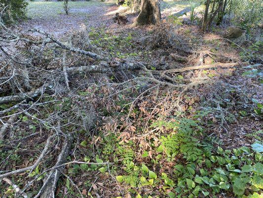 Showing the debris scattered on the lawn before i began work