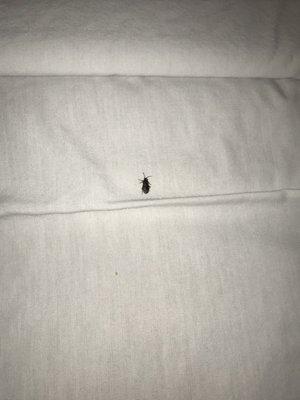 Bed bug