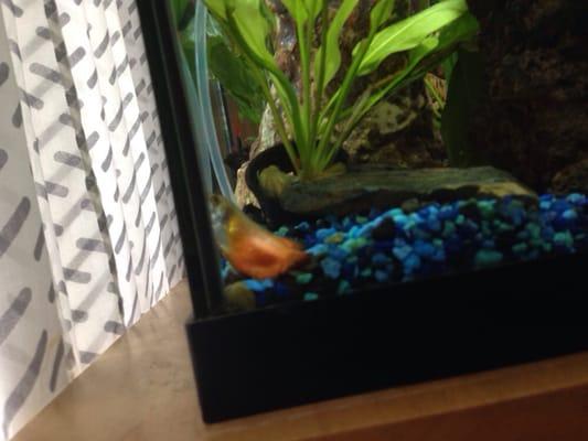 Fish swims only on occasion and has trouble with movement, struggles to swim for food