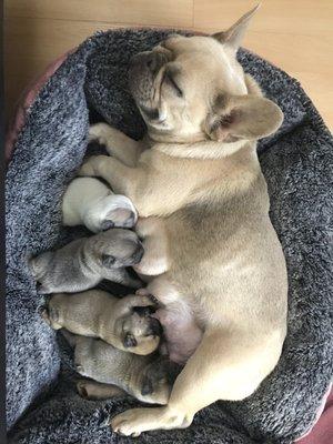 Happy mommy and babies