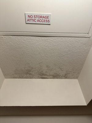 Mold in ceiling