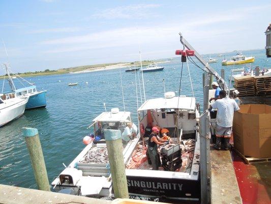 Chatham Fish Pier -unloading the morning catch