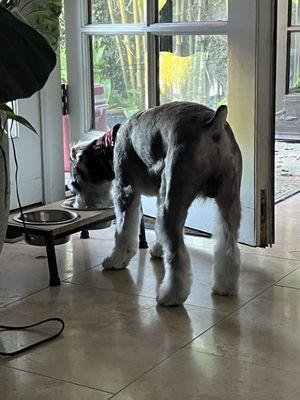 A booty shot. Mini summer schnauzer shirt.