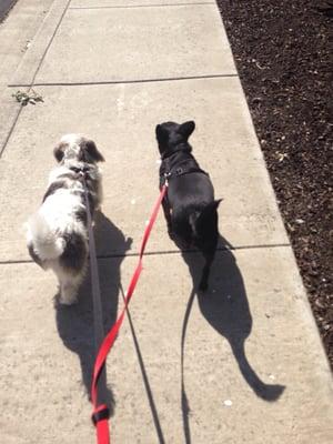 Lucy & Toby can't wait to get to the park!