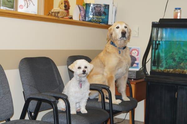 Lily and Maggie are looking for new friends.