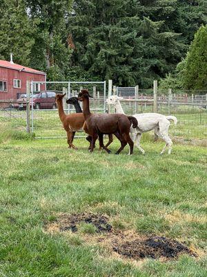 Aragon Alpacas