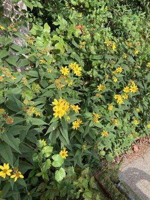 Awesome yellow daisies #9tee Won't find them 60 miles away from Stone Mountain