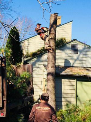 We have licenced professionals to work on trees! Trimming, Pruning, Tree removals... Anything you might need.