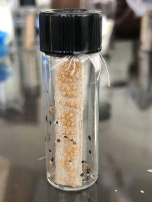 Vial full of Bed Bug Nymphs used for K9 scent detection training