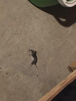 Dead mouse in the basement