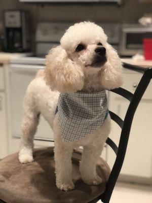 Toy Poodle Cut