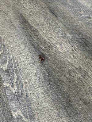 Cockroaches in apartments