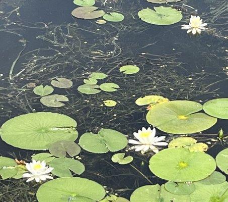 Water lilies in the area