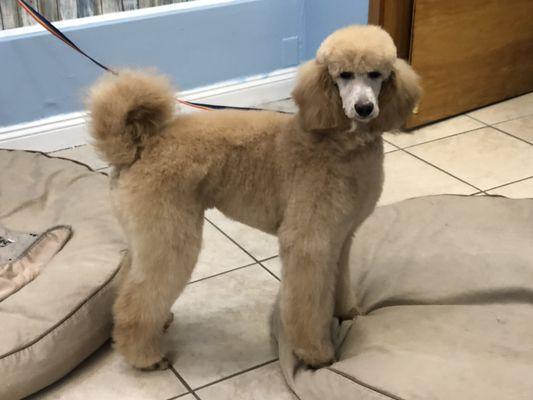 Oliver looks amazing with his first big boy hair cut