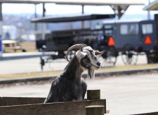 Lots of personality at the largest free petting zoo in the area with goats, chickens, alpacas, donkeys, miniature horses, pigs, and more.