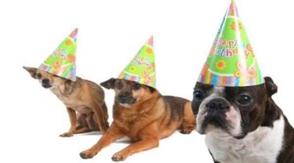 Pupp Birthday Parties!