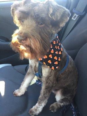 Baxter looks handsome in his new Halloween scarf from the groomers! =) And they were done in an hour and 15 minutes!