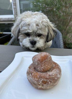 Donut and donut hole tempting our dog.