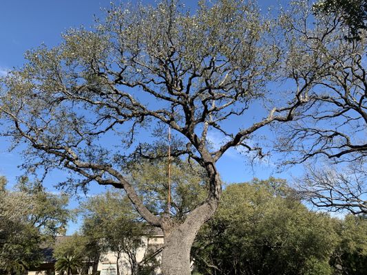 Father & Son Tree Care