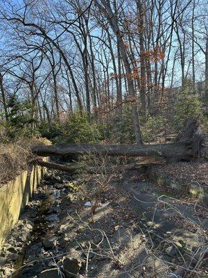 Tree removal in Manassas, VA