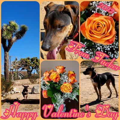 My Valentine 2022! Thank you for my beautiful flowers, Tucker! I  U too!