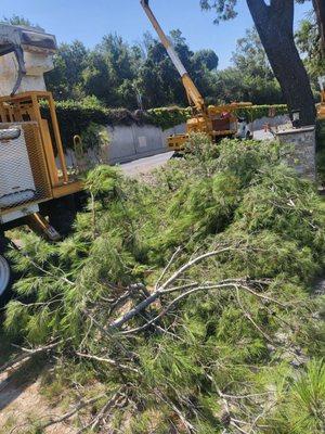 Part of the debris from the two pine trees.