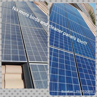 These are the same panels on the same day! #solar #critterguard #pigeons