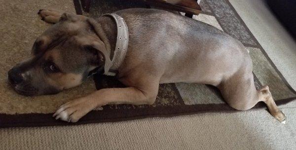 Our family dog chilling with the A/C on