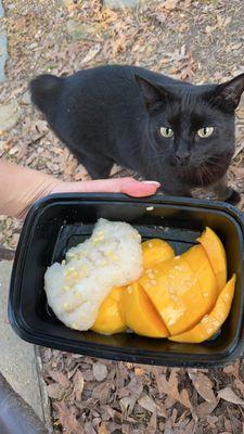 So yummy delicious mango sticky rice kitty approved