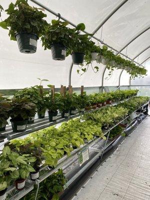 gorgeous varieties of pothos!