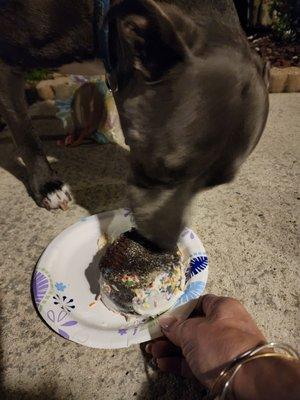 Dog licking the icing off the birthday cake