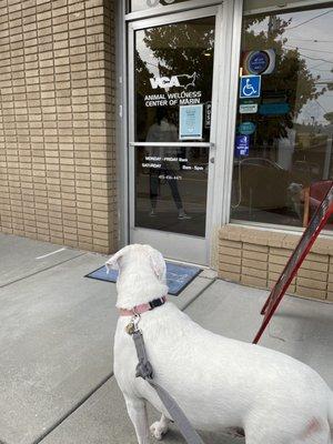 Good girl at VCA in San Rafael