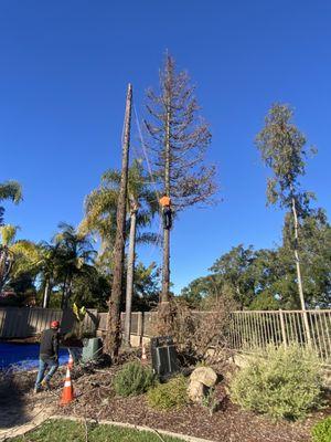 Tree Removal