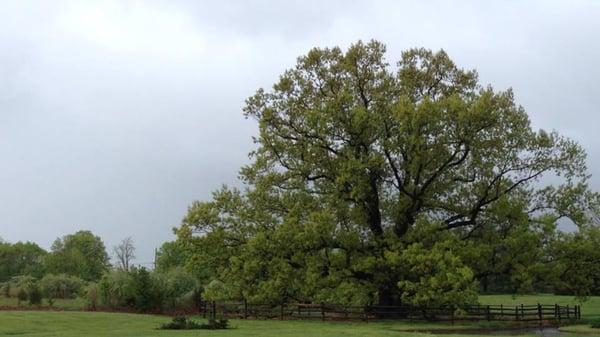 The 275 year old "Brearley Oak" on which our logo is based.