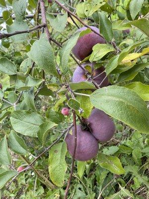 Gorgeous ripe apples