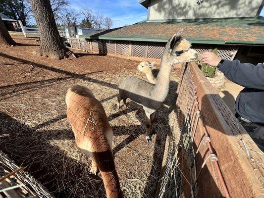 They have alittle trough with hay to feed the Llamas. They were friendly when we visited.