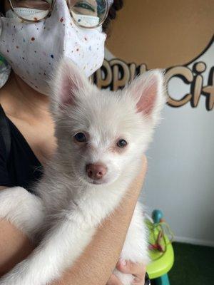 A Pomeranian puppy that was available to play with