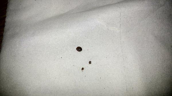 Bed Bugs at Chester Inn, in Stanton, Ca