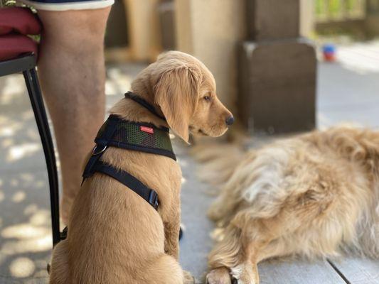 Theo"s first day at doggy day camp