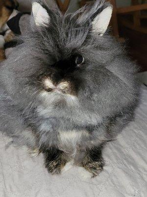 Angora baby