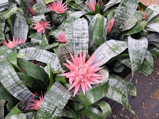 Beautiful Orchid plants bromeliads and many tropical plants from around the world