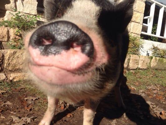 Piggy kisses from Oatmeal, the people greeter at RNR.