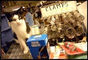 Cop Cat works the counter at Falkenhan's Hardware.