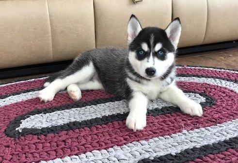 MALE HUSKY PUPPY